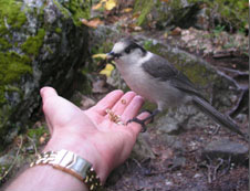 bird in hand